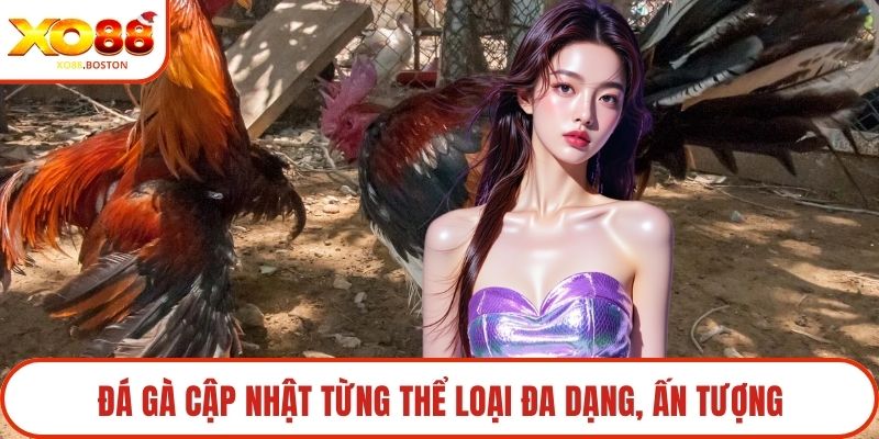 Đá gà cập nhật từng thể loại đa dạng, ấn tượng
